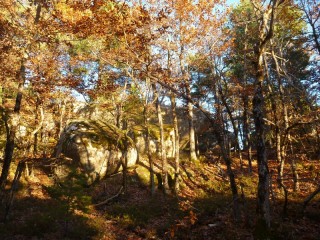 Lumières sous la forêt