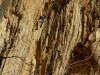 Kev dans un essai dans le Crépi, 8b+/c