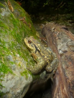 Un habitant du vallon, sûrement un prince charmant