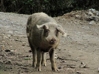 Un cochon, pas vraiment rare en Corse