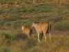 Des antilopes