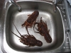 Crayfish !!